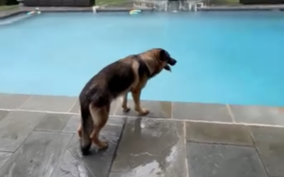 K-9 Sgt. Lanzer on Thunderstorms